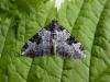 Garden Carpet (Xanthorhoe fluctuata), adult. Copyright Keith Dover.