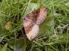 Shaded Broad-bar (Scotopteryx chenopodiata), adult. Copyright Keith Dover.
