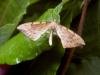 Barred Straw (Gandaritis pyraliata), adult. Taken outside Durham, 03-07-2004. Copyright Keith Dover.