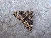 Small Phoenix (Ecliptopera silaceata), adult. Copyright Keith Dover.