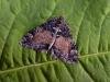 Common Marbled Carpet (Dysstroma truncata), adult. Copyright Keith Dover.