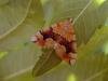 Barred Yellow (Cidaria fulvata), adult. Taken outside Durham. Copyright Keith Dover.