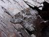 Spruce Carpet (Thera britannica), adult. Copyright Keith Dover.