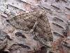 Mottled Grey (Colostygia multistrigaria), adult. Butsfield. Copyright Keith Dover.