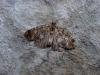 July Highflyer (Hydriomena furcata), adult. Copyright Keith Dover.