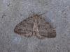 November Moth (Epirrita dilutata), adult. Copyright Keith Dover.
