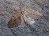November Moth (Epirrita dilutata), adult. Copyright Keith Dover.
