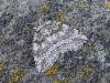 Autumnal Moth (Epirrita autumnata), adult. Taken outside Durham, 28-10-2007. Copyright Keith Dover.