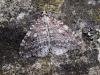 Small Autumnal Moth (Epirrita filigrammaria), adult. Taken outside Durham. Copyright Keith Dover.