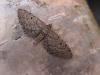 Freyer's Pug (Eupithecia intricata), adult. Taken outside Durham. Copyright Keith Dover.