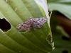 Double-striped Pug (Gymnoscelis rufifasciata), adult. Copyright Keith Dover.