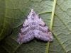 Lesser Treble-bar (Aplocera efformata), adult. Copyright Keith Dover.