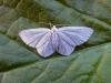 Small White Wave (Asthena albulata), adult. Copyright Keith Dover.