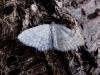 Small White Wave (Asthena albulata), adult Copyright Keith Dover.