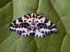 Magpie Moth (Abraxas grossulariata), adult. Copyright Keith Dover.