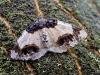 Scorched Carpet (Ligdia adustata), adult. Copyright Keith Dover.