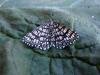 Latticed Heath (Chiasmia clathrata), adult. Copyright Keith Dover.