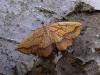 Bordered Beauty (Epione repandaria), adult. Taken outside Durham. Copyright Keith Dover.