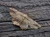 Waved Umber (Menophra abruptaria), adult Copyright Keith Dover.