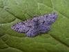 Willow Beauty (Peribatodes rhomboidaria), adult. Taken outside Durham. Copyright Keith Dover.