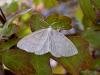 Common Wave (Cabera exanthemata), adult. Taken outside Durham. Copyright Keith Dover.