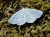 Light Emerald (Campaea margaritaria), adult. Copyright Keith Dover.