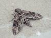 Convolvulus Hawk-moth (Agrius convolvuli), adult. Copyright Keith Dover.