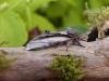 Swallow Prominent (Pheosia tremula), adult. Copyright Keith Dover.