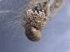 Vapourer (Orgyia antiqua), egg-batch. Copyright Keith Dover.