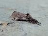 Dark Tussock (Dicallomera fascelina), adult. Copyright Keith Dover.