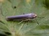Scarce Footman (Eilema complana), adult. Copyright Keith Dover.