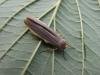 Common Footman (Eilema lurideola), adult. Copyright Keith Dover.