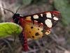 Cream-spot Tiger (Arctia villica), adult. 19-06-2004. Copyright Keith Dover.