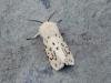 White Ermine (Spilosoma lubricipeda), adult. Copyright Keith Dover.