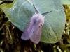 Muslin Moth (Diaphora mendica), adult. Chester-le-Street. Copyright Keith Dover.