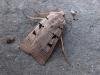 Autumnal Rustic (Eugnorisma glareosa), adult. Copyright Keith Dover.