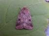 Small Square-spot (Diarsia rubi), adult. Copyright Keith Dover.
