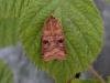 Fen Square-spot (Diarsia florida), adult. Taken outside Durham. Copyright Keith Dover.