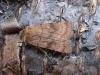 Six-striped Rustic (Xestia sexstrigata), adult. Copyright Keith Dover.