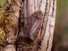 Square-spot Rustic (Xestia xanthographa), adult. Copyright Keith Dover.