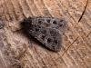 Gothic (Naenia typica), adult. Copyright Keith Dover.