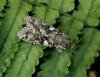Great Brocade (Eurois occulta), adult. Copyright Keith Dover.