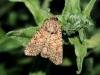 White Colon (Sideridis turbida), adult. Taken outside Durham. Copyright Keith Dover.