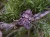 Broom Moth (Ceramica pisi), adult. Taken outside Durham, 26-07-2004. Copyright Keith Dover.