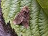 Tawny Shears (Hadena perplexa), adult. Copyright Keith Dover.