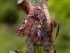 Pine Beauty (Panolis flammea), adult. Taken outside Durham. Copyright Keith Dover.