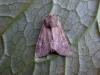 Minor Shoulder-knot (Brachylomia viminalis), adult. Copyright Keith Dover.