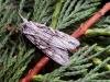 Blair's Shoulder-knot (Lithophane leautieri), adult. Taken outside Durham. Copyright Keith Dover.