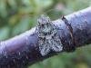 Brindled Green (Dryobotodes eremita), adult. Copyright Keith Dover.