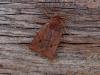 Dark Chestnut (Conistra ligula), adult. Copyright Keith Dover.